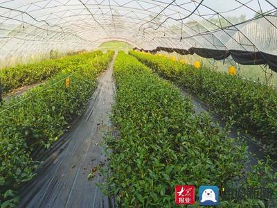 白露飘香引新篇——费县春曦茶业以生物有机肥研发驱动白茶技术创新